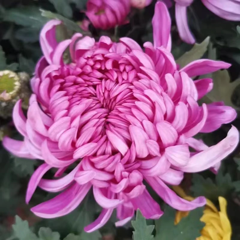 【陶然醉】多年生菊花四季开花可用于室内外阳台庭院的花卉绿植