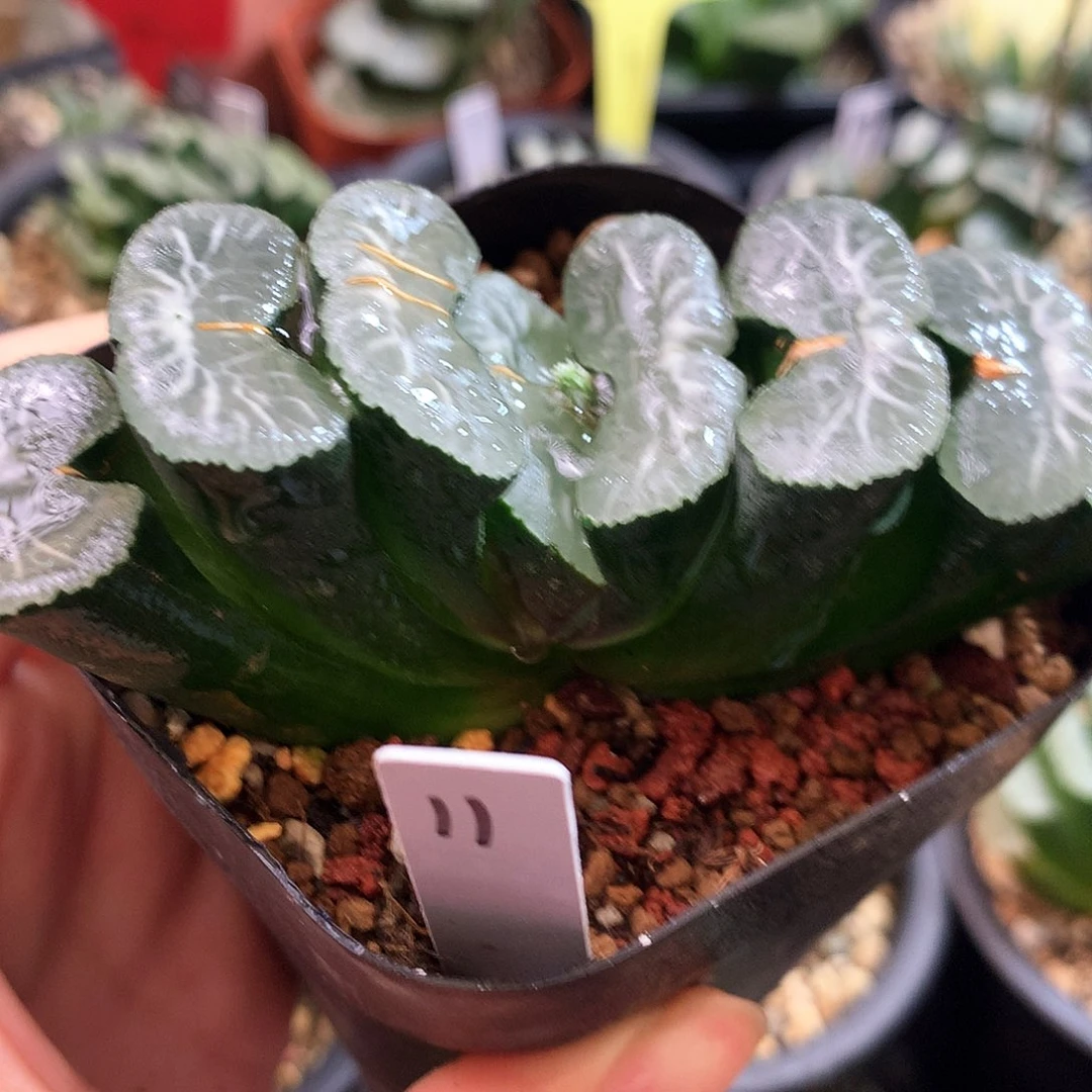 冰湖，11号，带盆带土