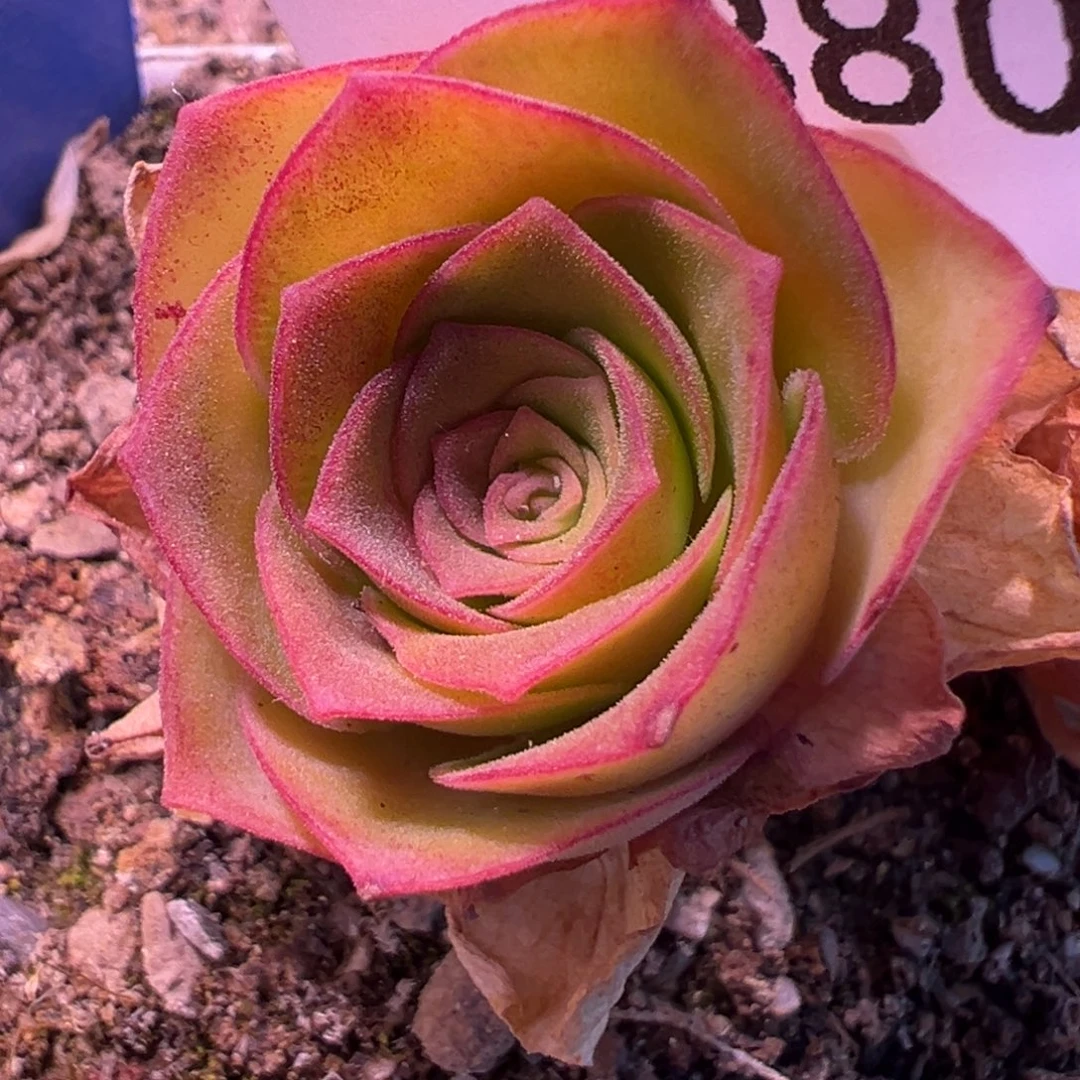 杨880 若初x各种侧芽 福利