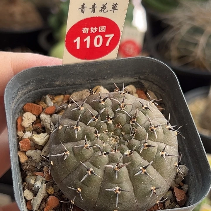 实生黑刺凤头4.5cm