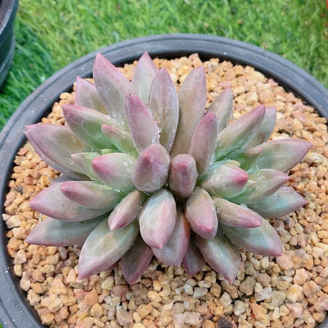 正版水晶球精品多肉