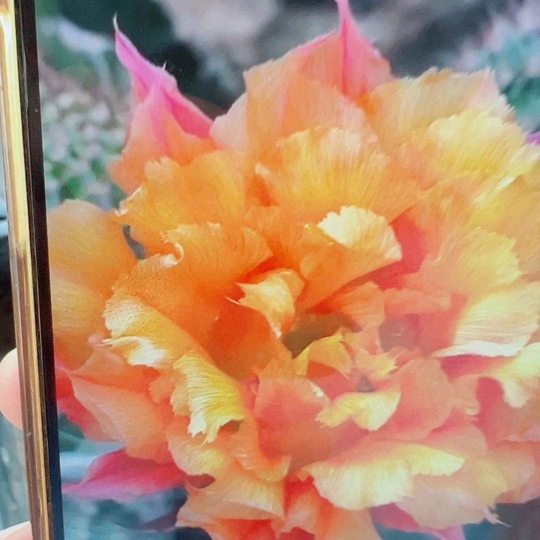 彩草 星绿心可可 侧芽 0000