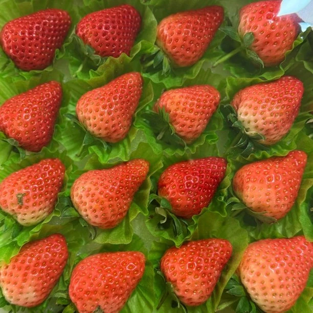 精品奶油草莓一箱毛重约3.8斤