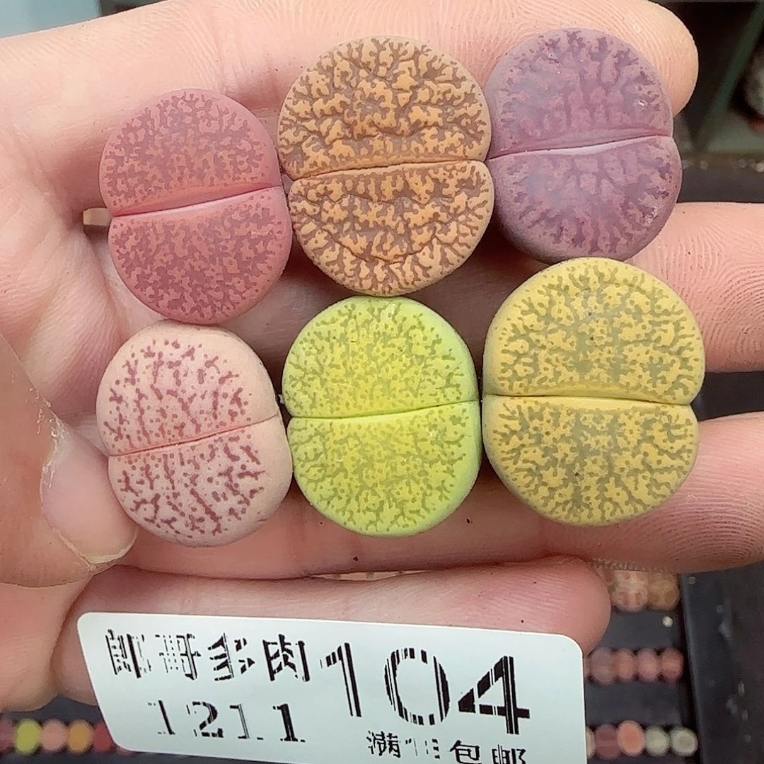 满满18包邮1211-104