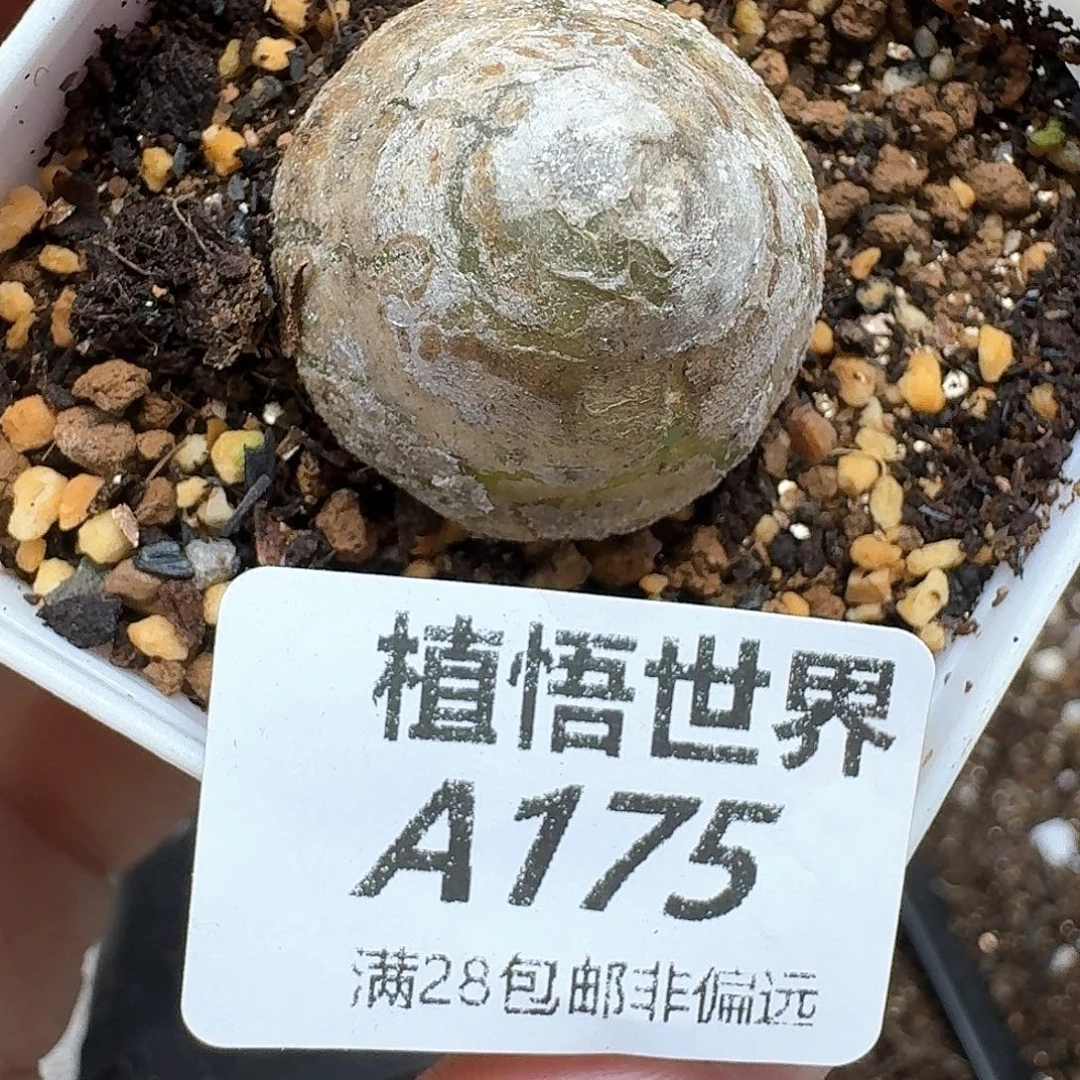 多肉植物的日子去d