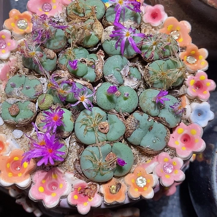 四头紫花饼一颗。