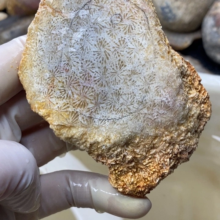 【闪购商品】未镶嵌珊瑚玉硅化玉