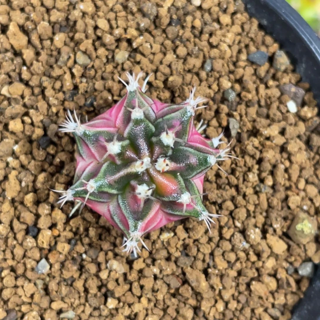 当前无花朵，栽培后可花朵粉臀虎斑