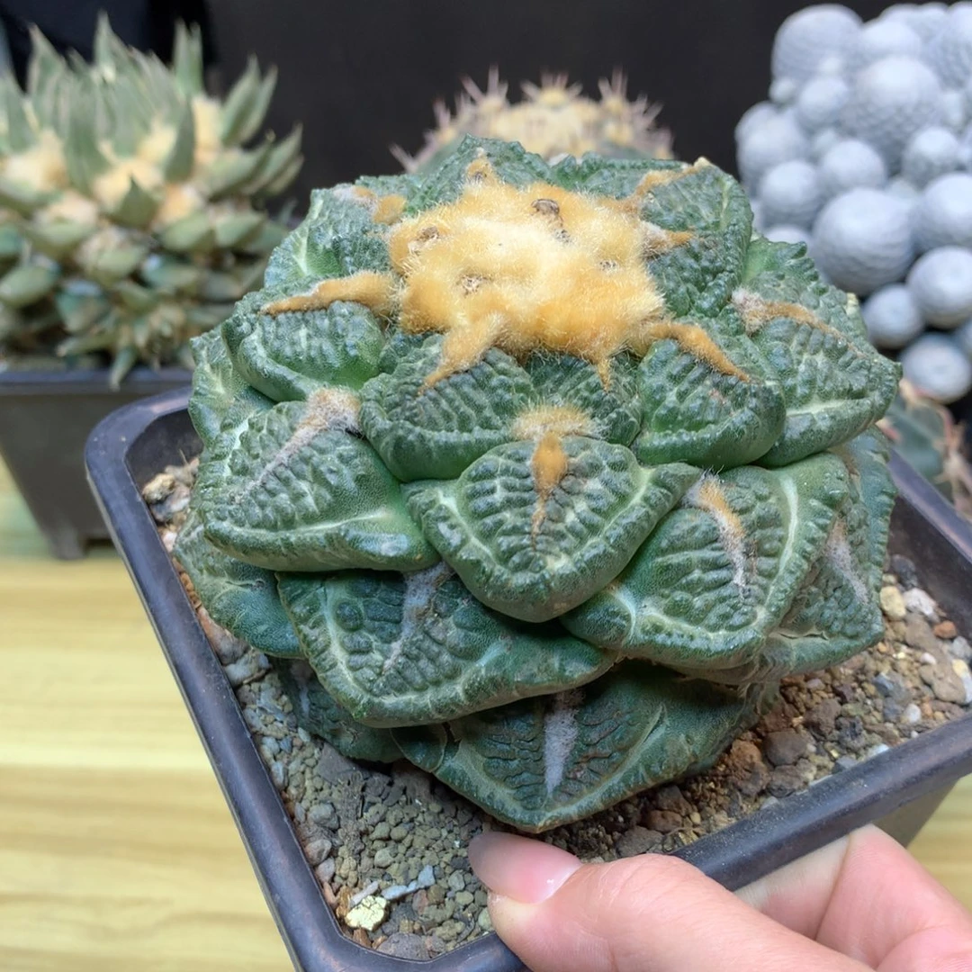 12号 苗接 志贺龟甲岩牡丹12公分 无根