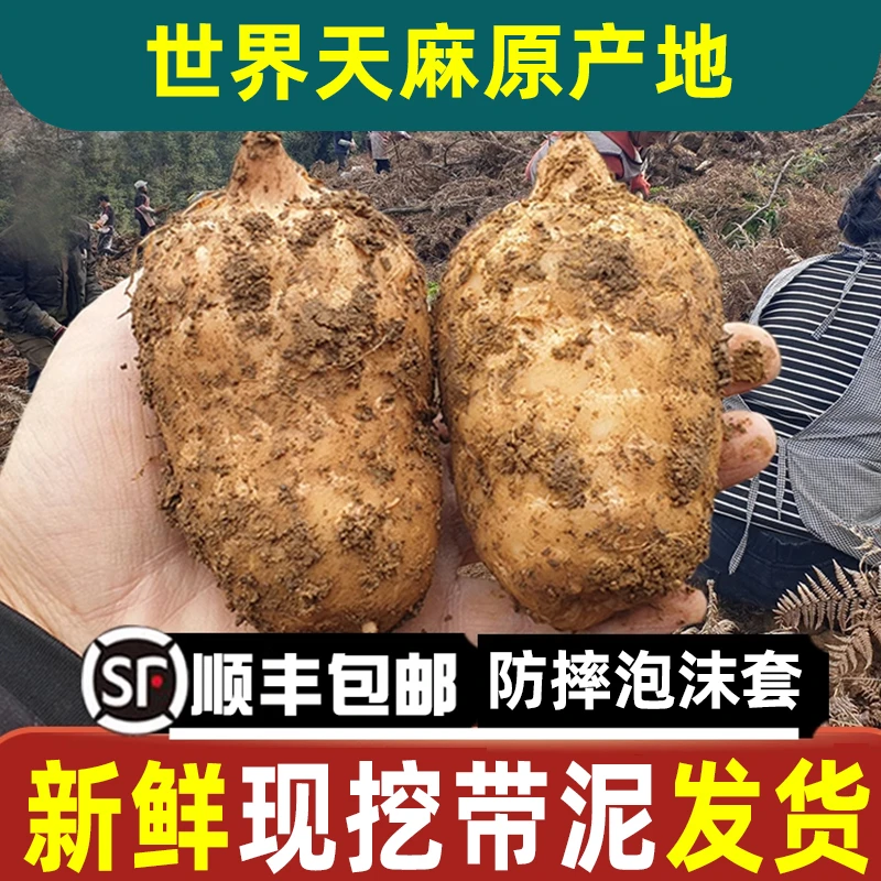 云贵小草坝大方现挖新鲜乌天麻仿野种植发顺丰煲汤泡酒的滋补好物