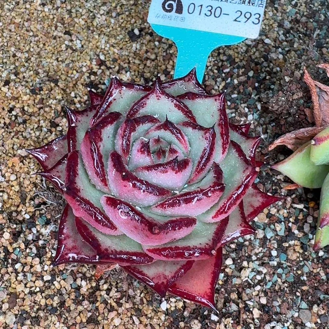 从前慢花园多肉0130-293