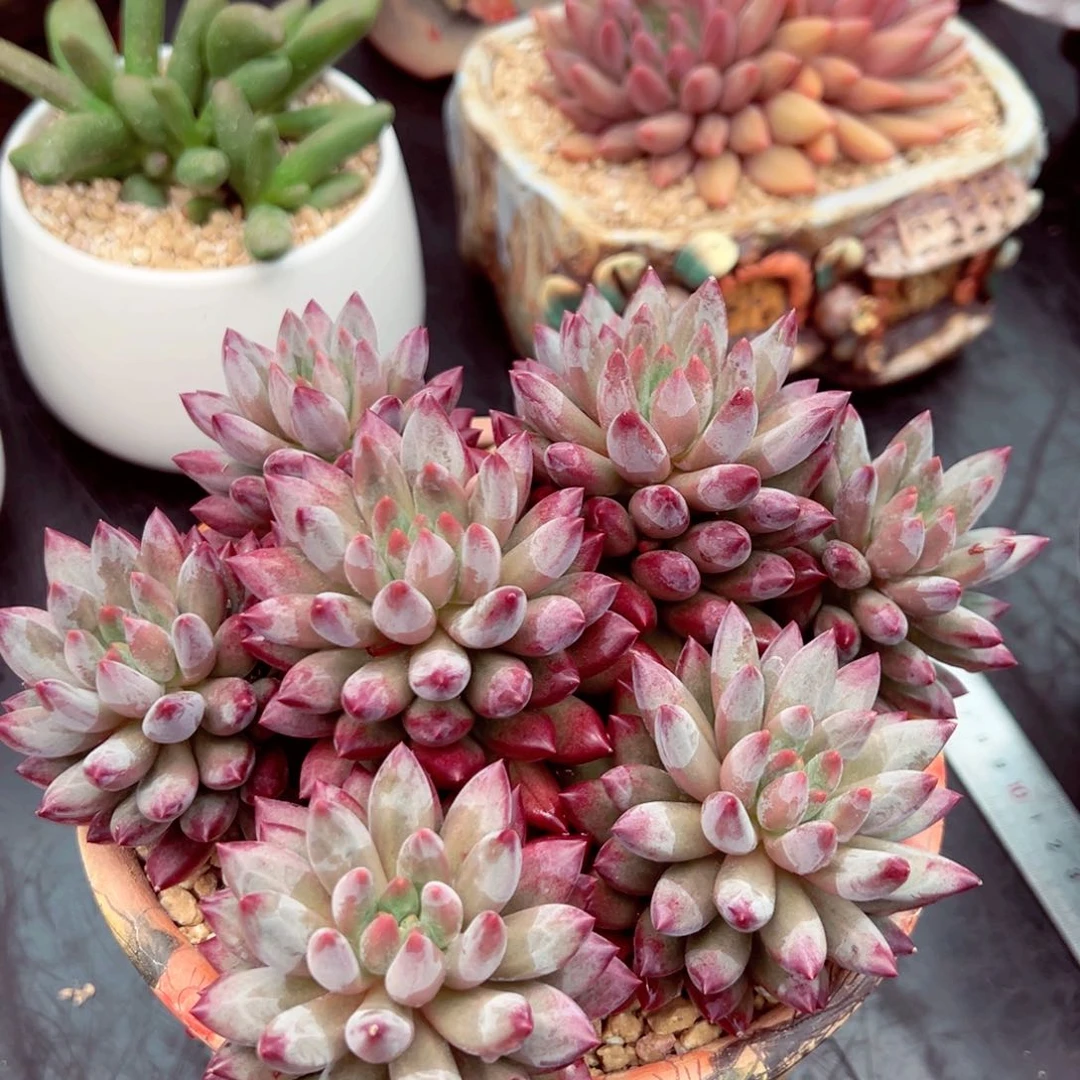 文***君流沙虞美人群发货的