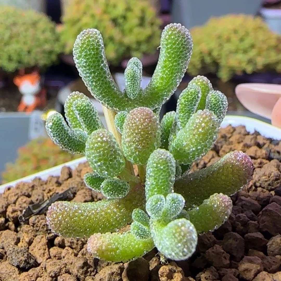 dy1191实生冰晶水晶