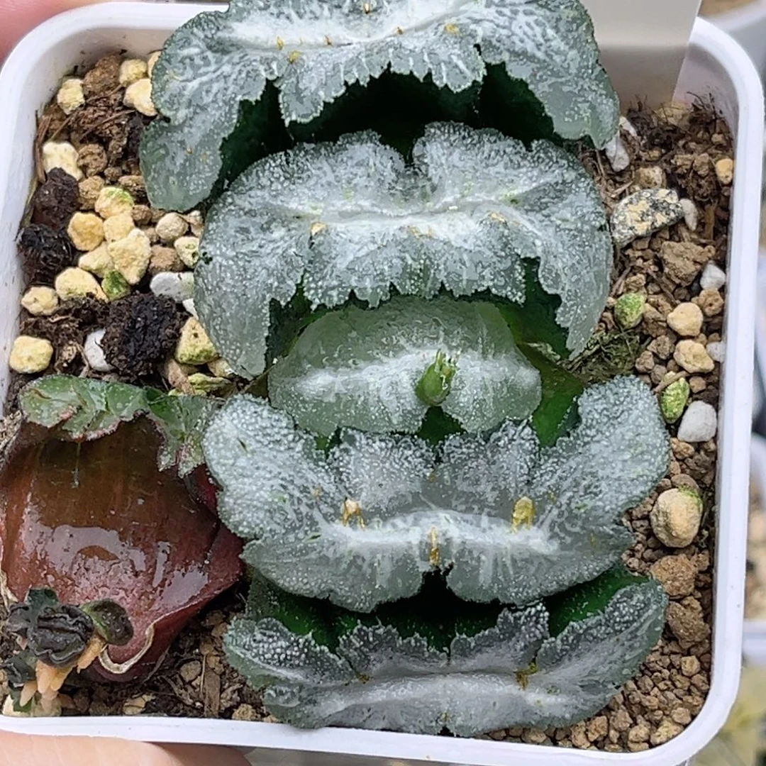 74巨大化猛犸玉扇福利专场