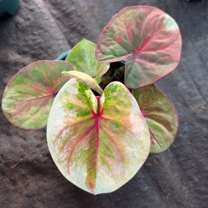 R***s完全开放泰国彩叶芋