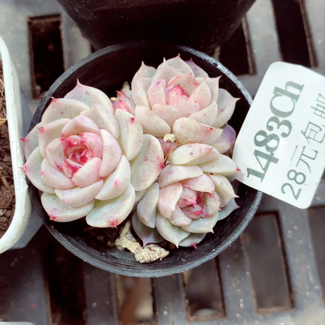 5厘米盆精控多肉1483