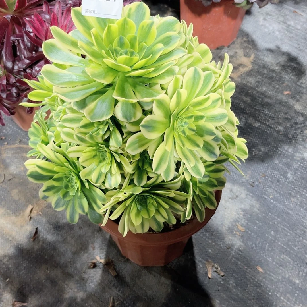 金丝多肉植物697