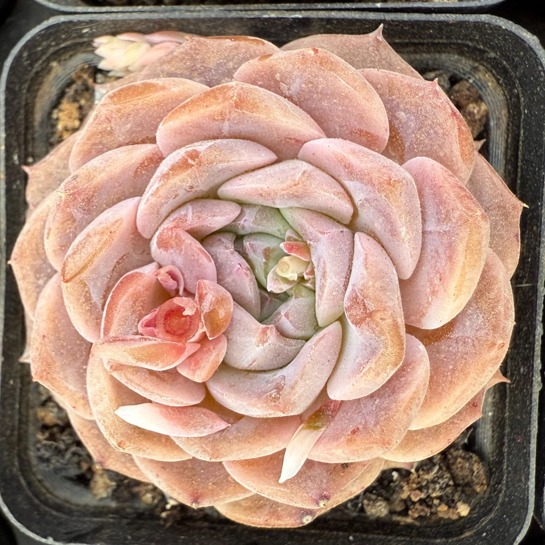 布娃娃单头（5cm）脱土金先生精品多肉