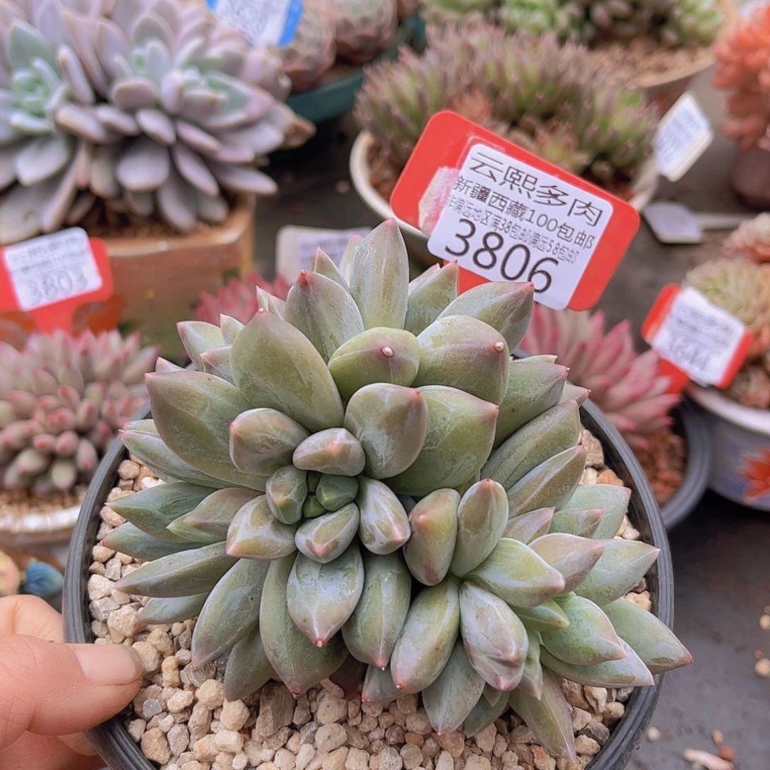 3806重楼美人缀。