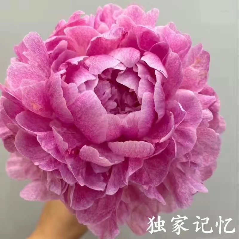 【独家记忆】进口芍药花苗2到5芽