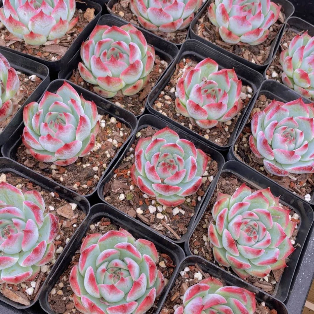 1353号 吉娃娃 水蜜桃单头一个