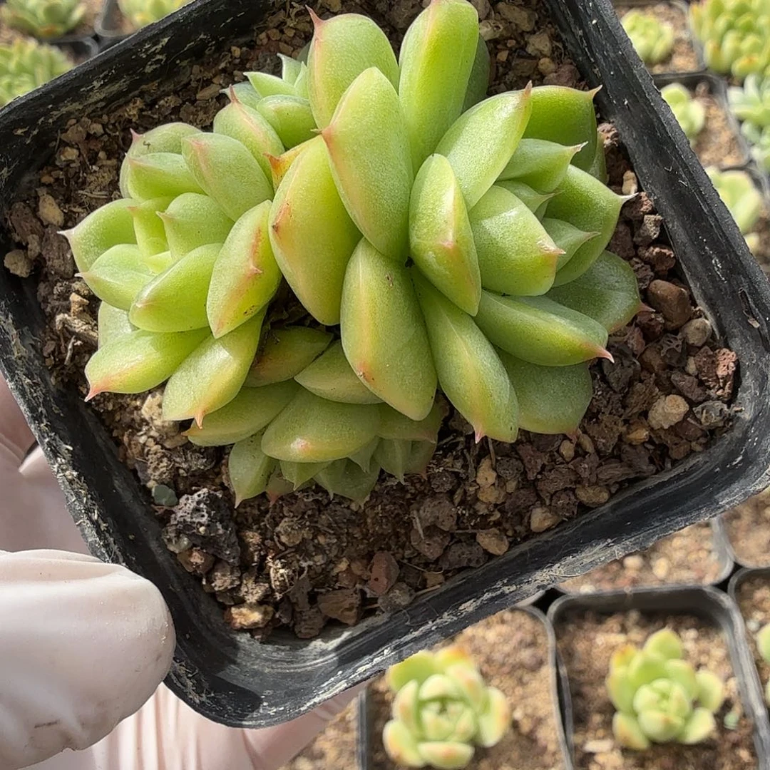 787多头无砍糖果麦秆满20包邮