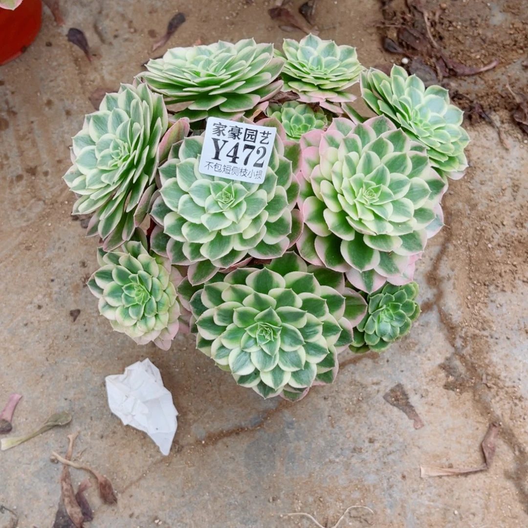 海王尺寸20左右472
