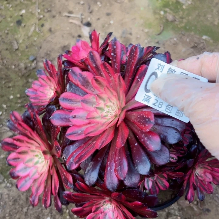 黑天鹅多肉植物法师2568
