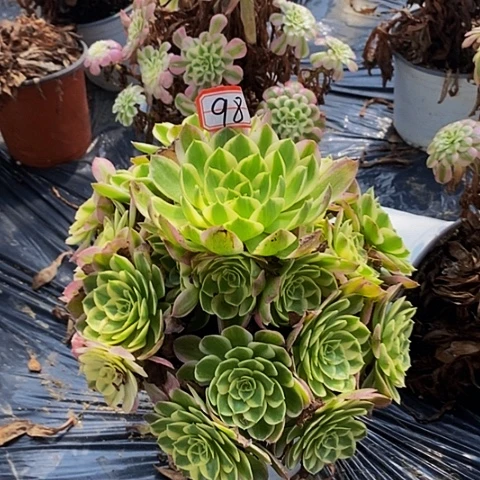 海仙老桩捧花98号