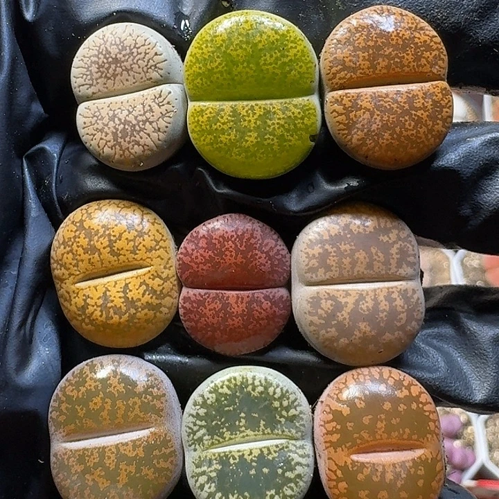 生石花111122。  238