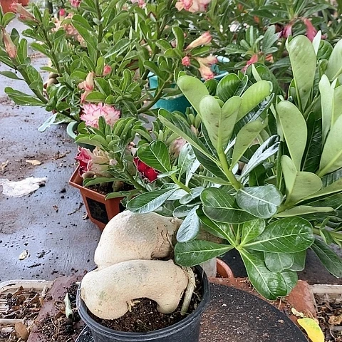 【闪购商品】无花朵用****5