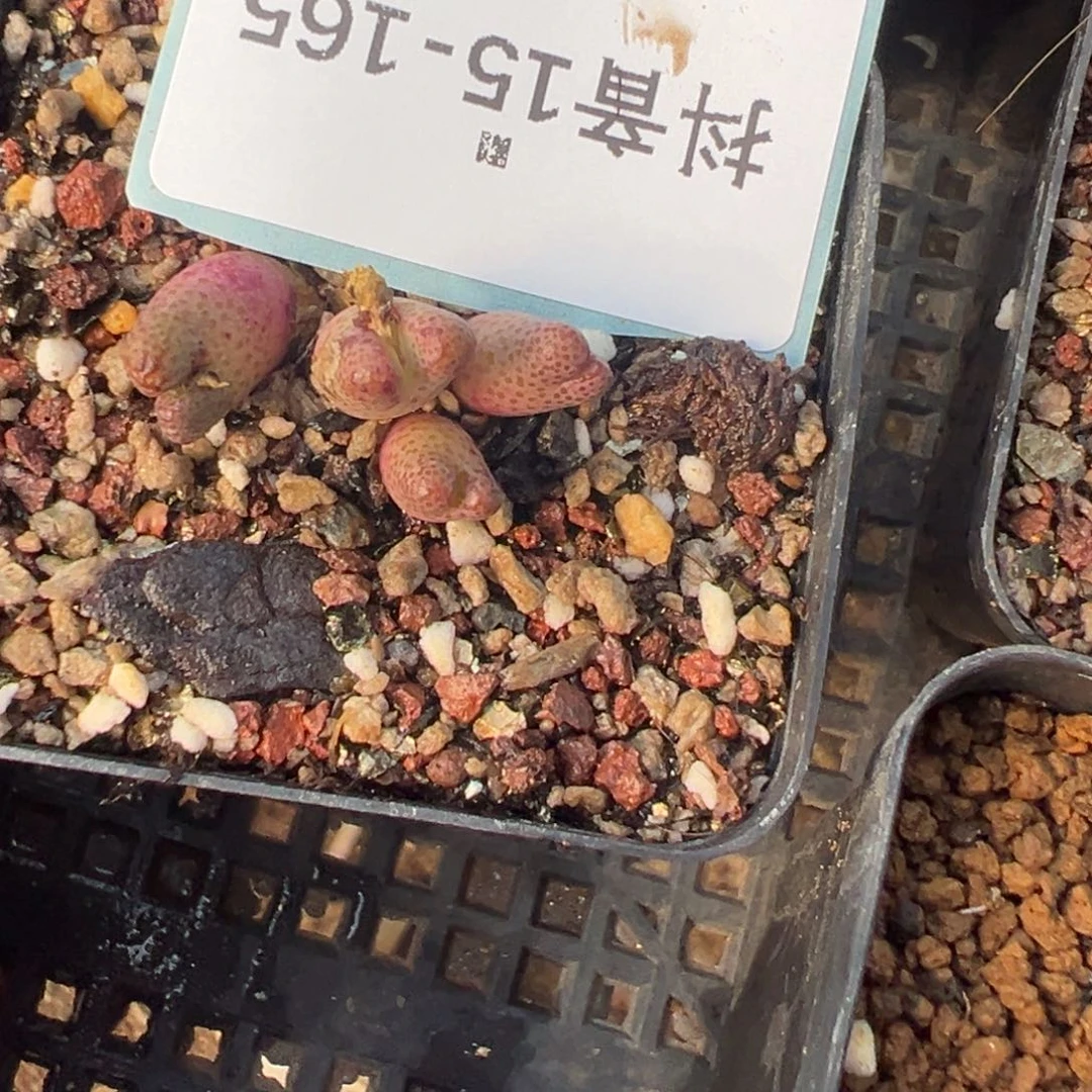 佛***怀15-165肉锥多肉植物