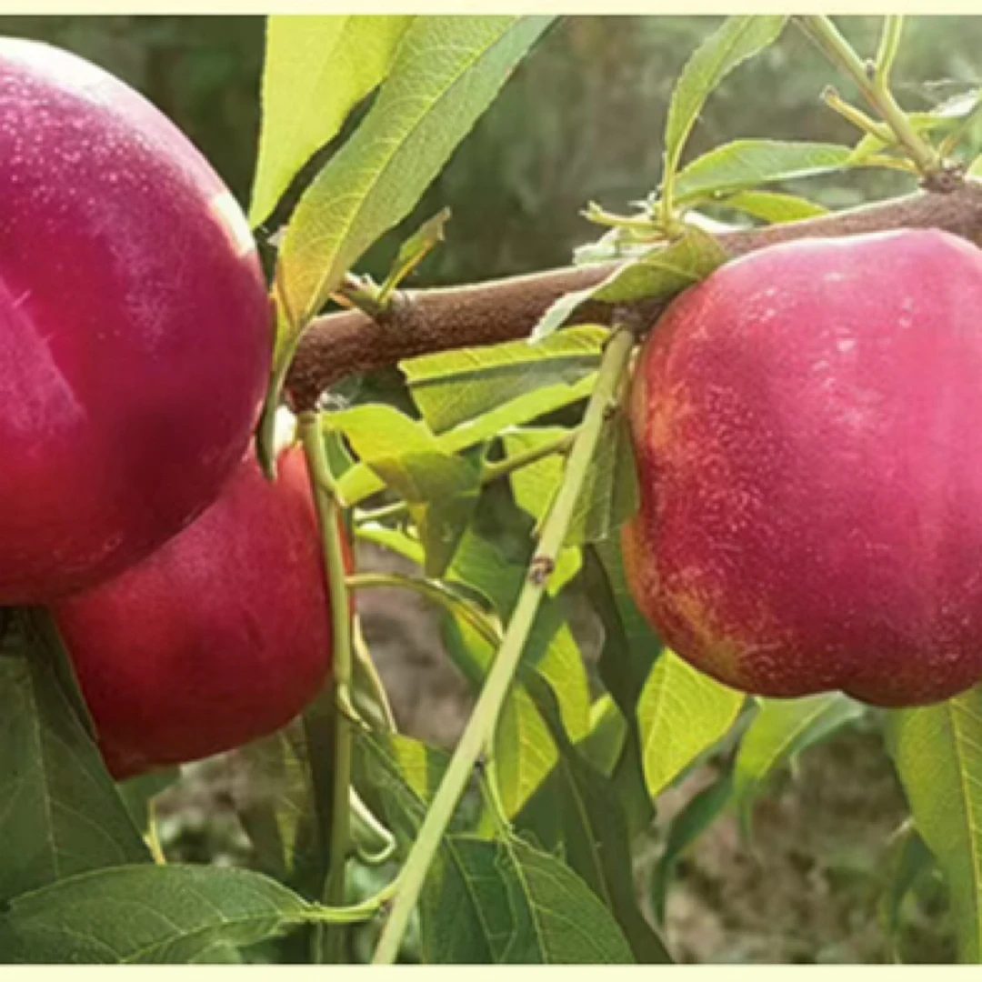 高糖6-26优质种苗