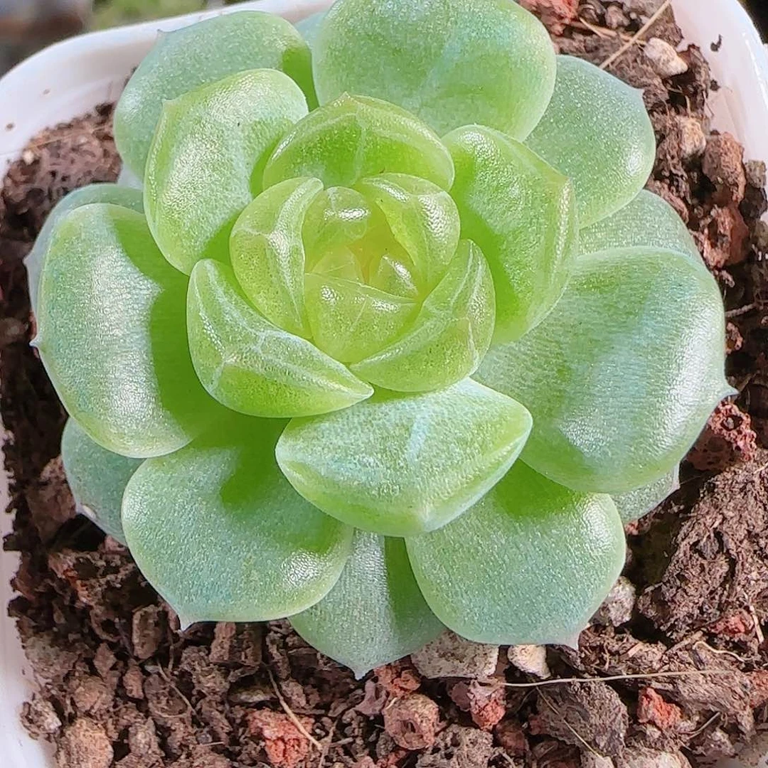 0914---83无尽灯糖心珍妮