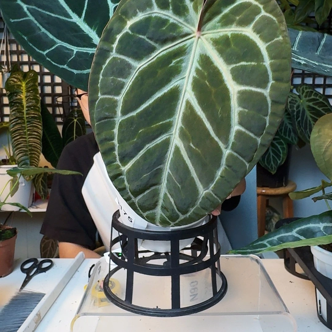 动***科完全开放一物一拍N86