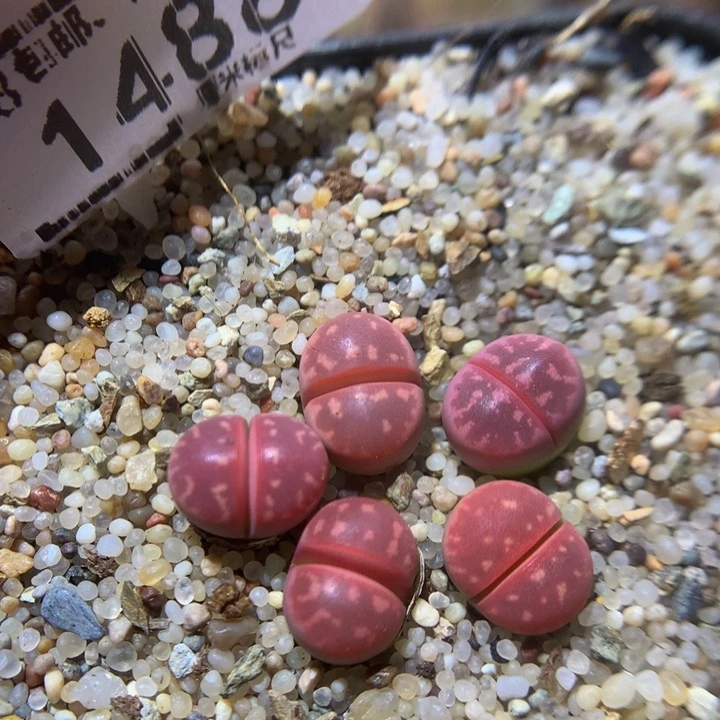 Zzz精品生石花1488红橄榄