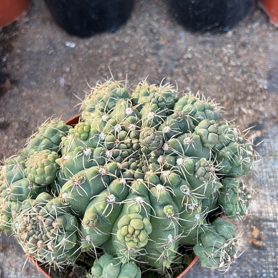 实生球绯花玉植物