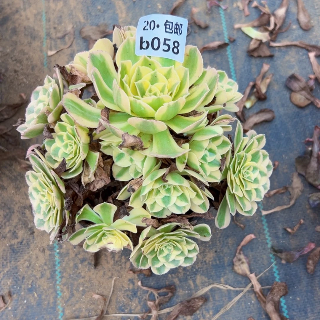 058玉姿，多肉法师