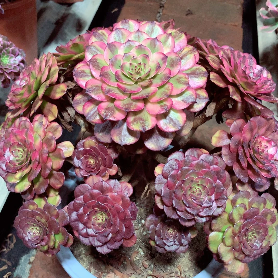 粉体美姬，多肉植物