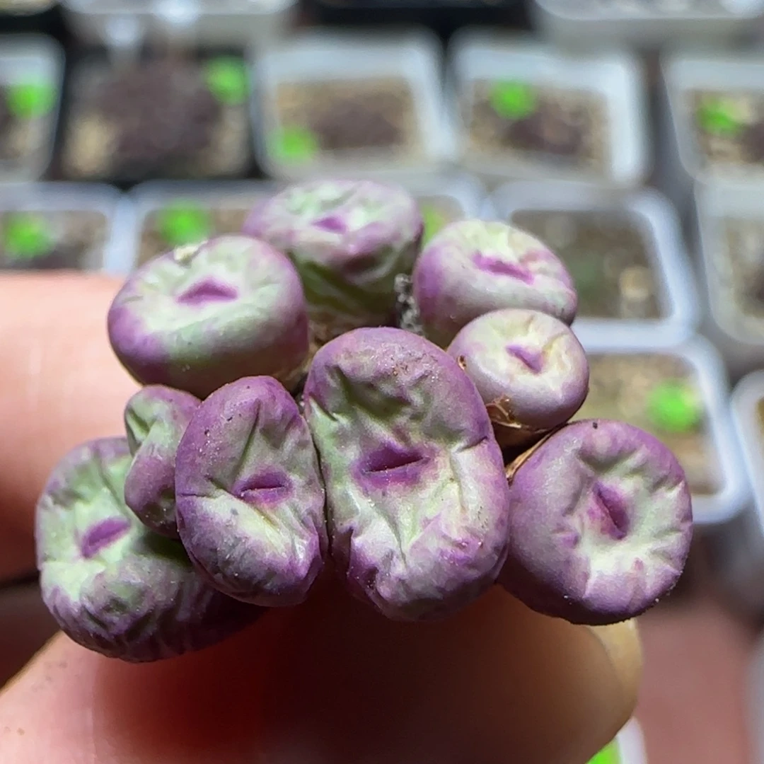红嘴漂亮多肉植物128