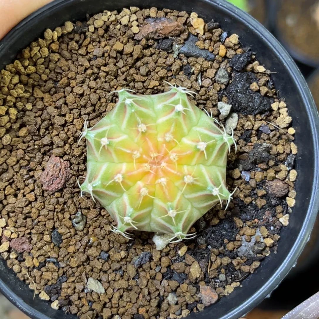 2 泰系轮回 实生 带盆土