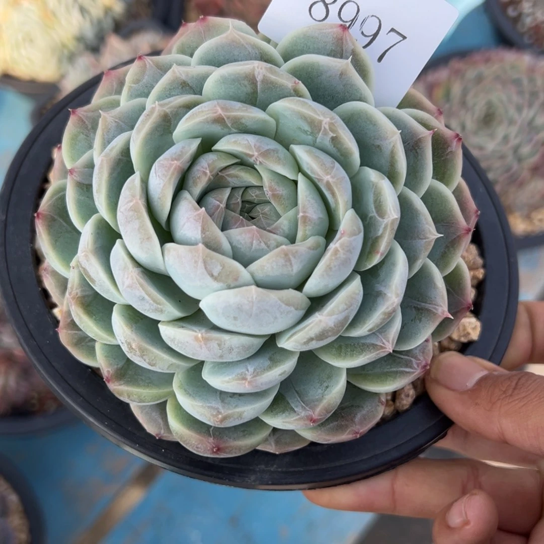 8997多肉多多多多