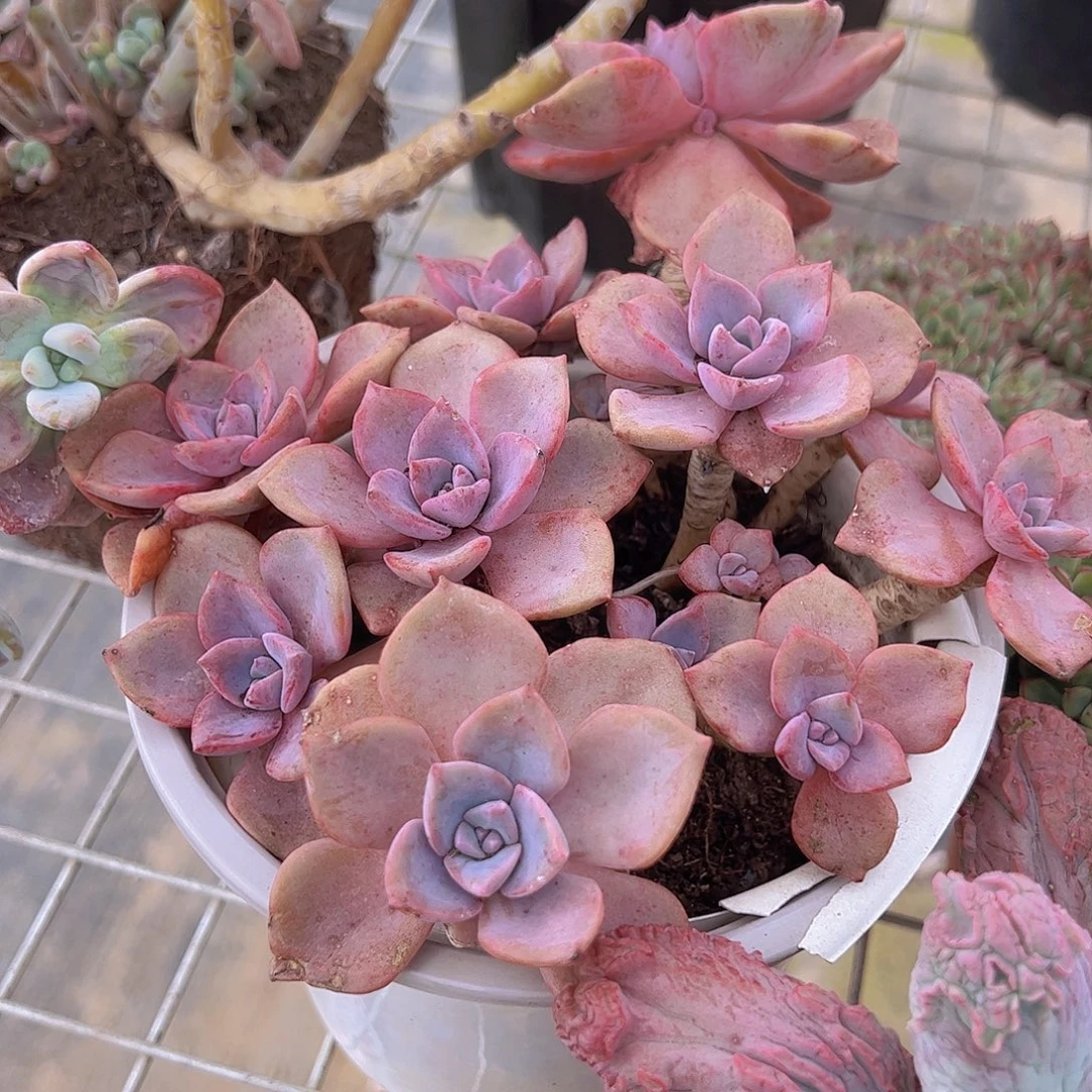 彩虹糖多头群生老桩