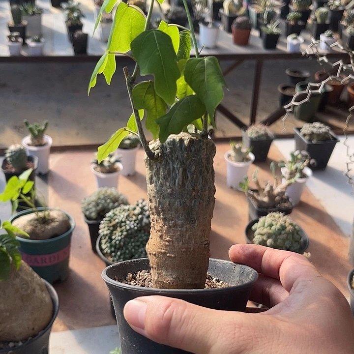 无花朵鳄鱼腺蔓一物一拍
