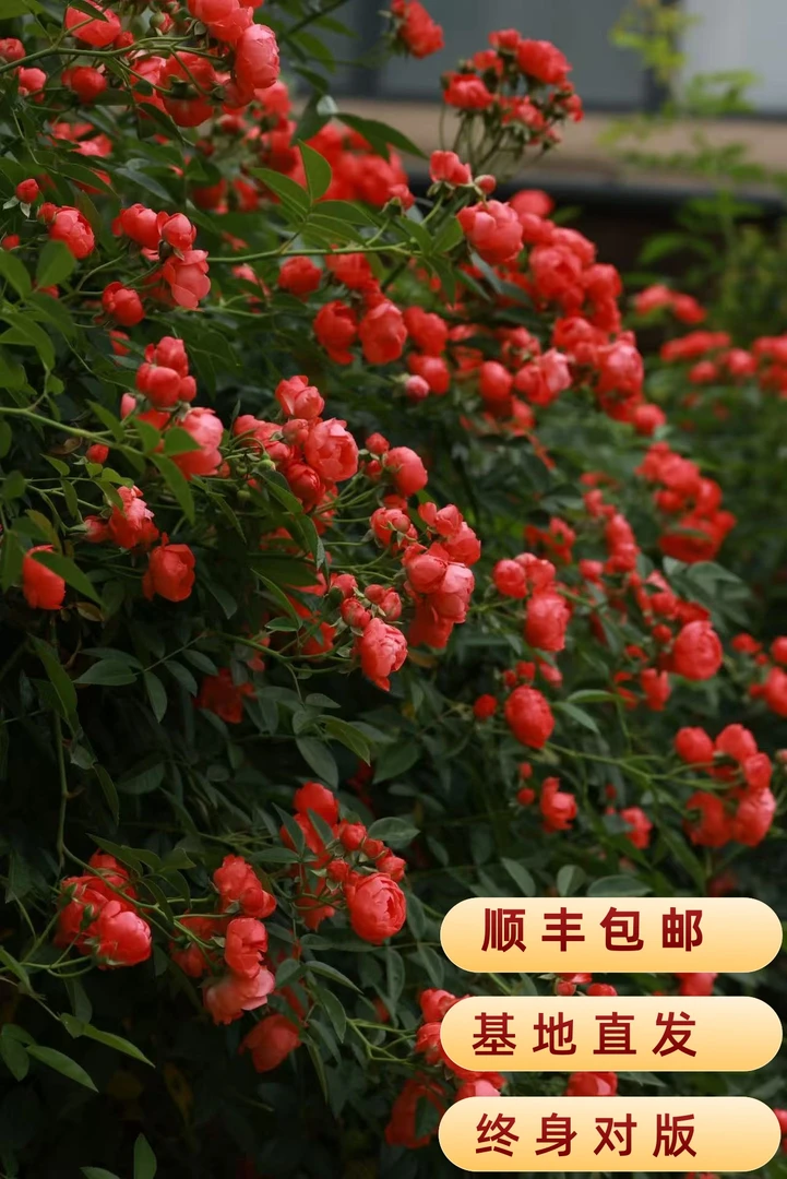 【热卖】四季橙木香花苗耐寒爬藤植物庭院阳台花卉植物