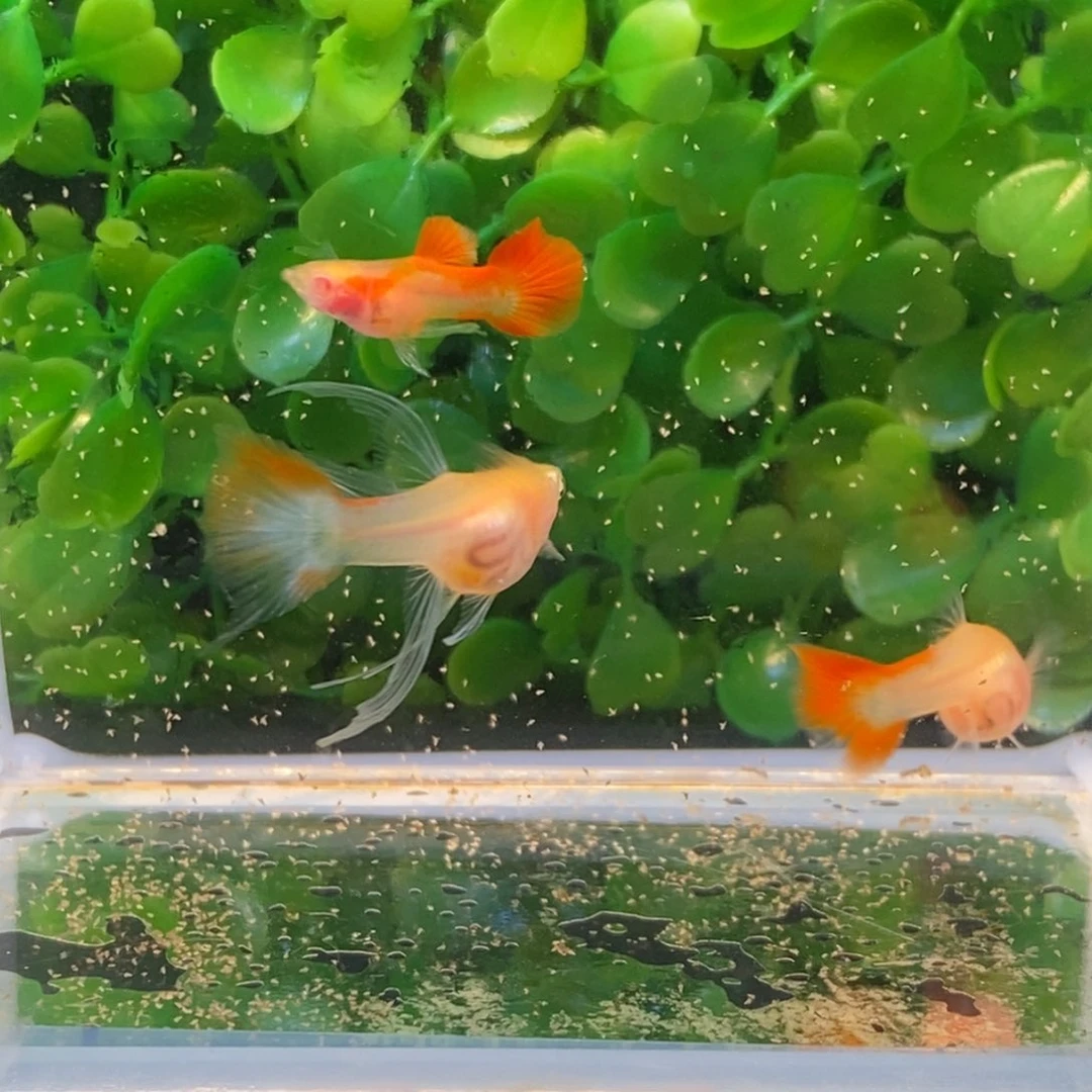 孔雀鱼红宝石大c玻璃猫一对加一普通