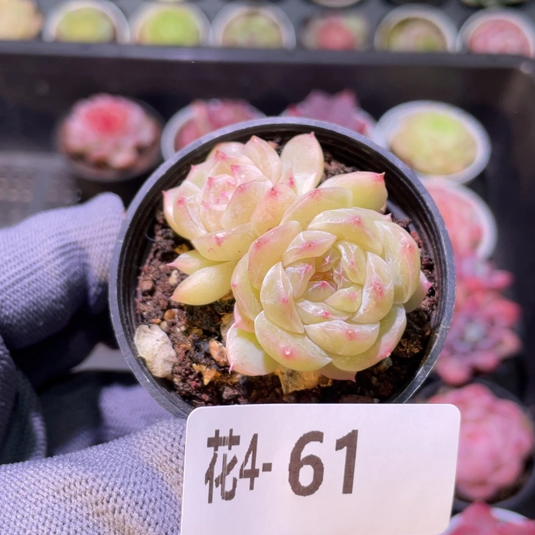 花利美 4-61瑶台心