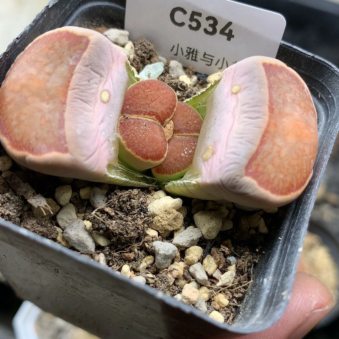 C534多肉植物保护