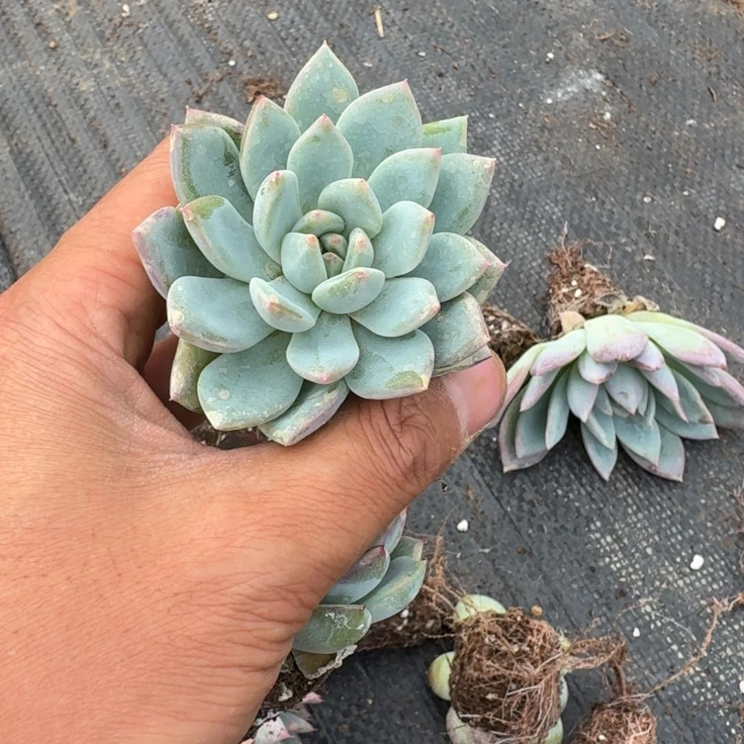 27-27珍妮绿菜十棵量拍穴盘左八