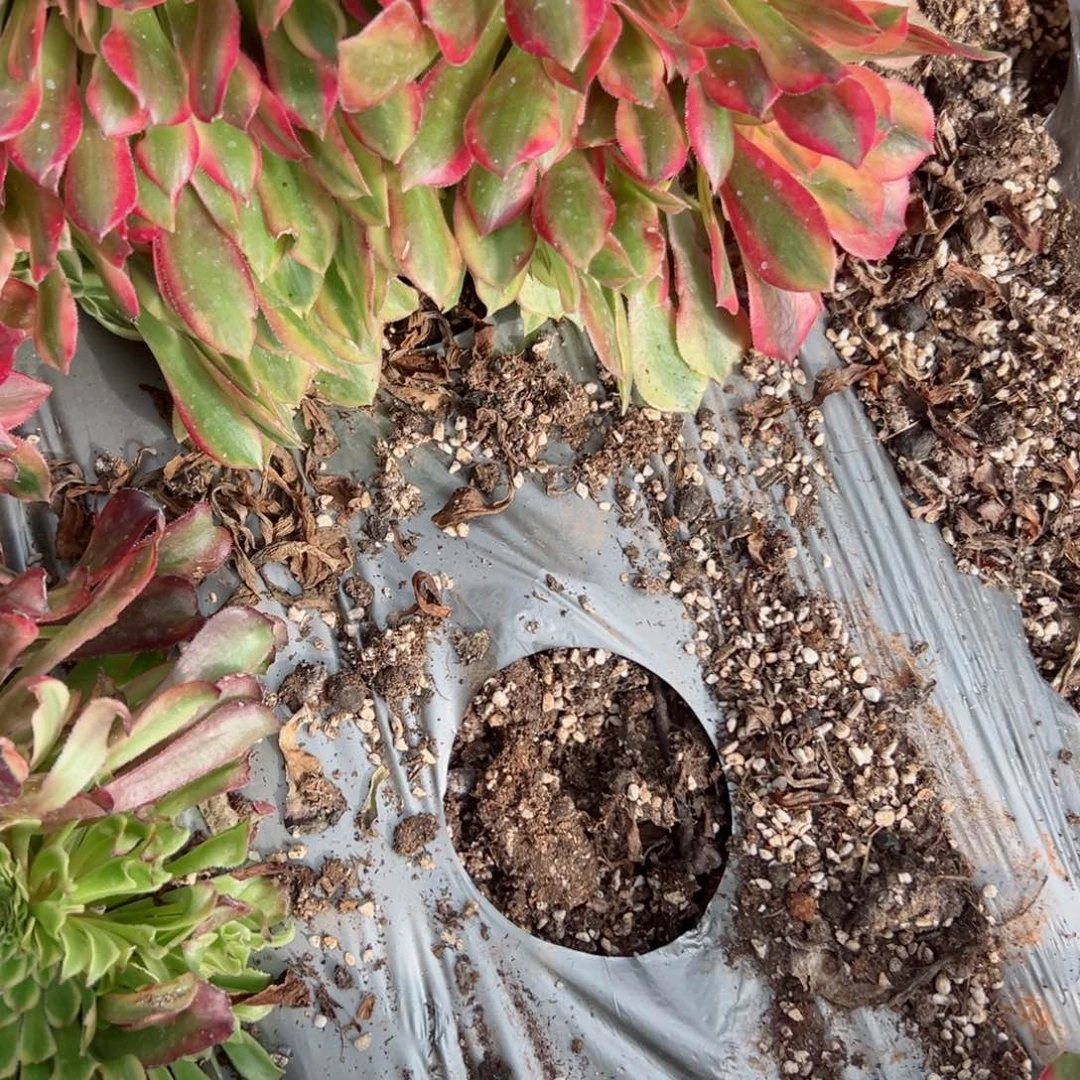 583 号多肉植物法师新年福利